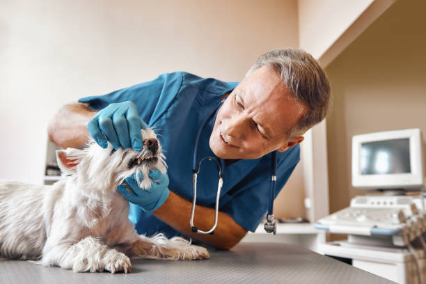 Best Pediatric Emergency Dentist in Auburn, AL